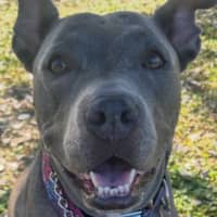 Sitter Profile Image: Carianne S.