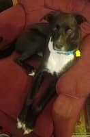 Sitter Profile Image: Lisa S.