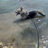 Sitter Profile Image: Joe M.