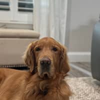 Sitter Profile Image: Sophia F.