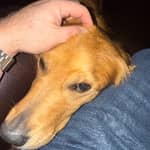 Sitter Profile Image: Rob S.