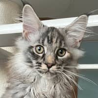 Sitter Profile Image: Adia F.