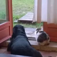 Photo de profil du pet sitter : Pauline D.