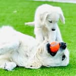 Sitter Profile Image: Sudeep R.