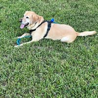 Sitter Profile Image: Sri K.