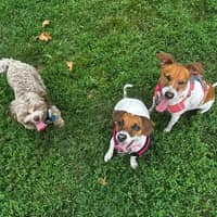 Sitter Profile Image: Sharon R.