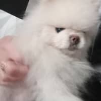 Photo de profil du pet sitter : Pascale B.