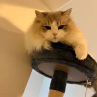 Sitter Profile Image: Rachel L.