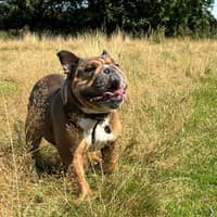 Sitter Profile Image: Mark P.