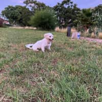 Foto del cuidador: wilfredo alejandro a.