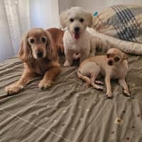 Foto del cuidador: wilfredo alejandro a.