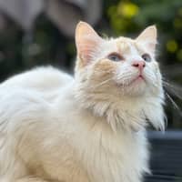 Photo de profil du pet sitter : Margaux M.