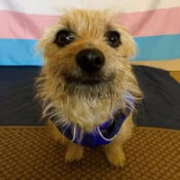 Sitter Profile Image: Rob A.