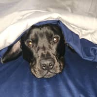 Sitter Profile Image: Kali P.