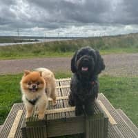 Sitter Profile Image: Dean C.