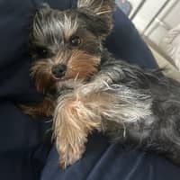 Sitter Profile Image: Dom F.