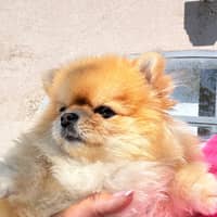 Photo de profil du pet sitter : Audrey D.