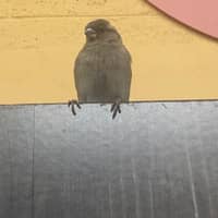 Sitter Profile Image: Paul M.