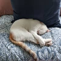 Photo de profil du pet sitter : Mélaine F.