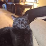 Sitter Profile Image: Kelsey A.