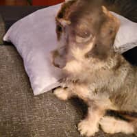 Foto del cuidador: angels m.