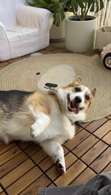 Image 0