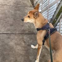 Sitter Profile Image: Devorah P.