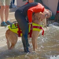 Immagine del profilo del sitter: Aurora P.