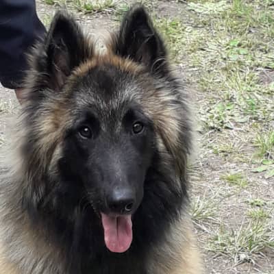 Photo de profil du pet sitter : Ysoline M.