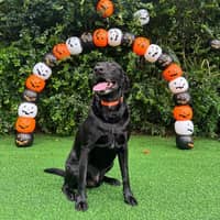 Sitter Profile Image: Ashley R.