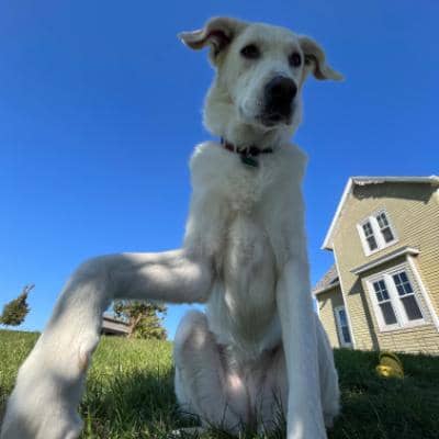 Sitter Profile Image: Alexis B.
