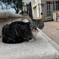 Photo de profil du pet sitter : Imane B.