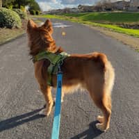 Sitter Profile Image: Shyanne H.