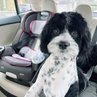 Sitter Profile Image: Lu Y.