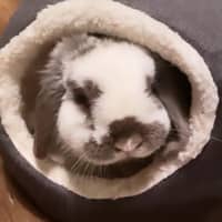 Sitter Profile Image: Callie J.