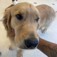 Sitter Profile Image: Desia F.