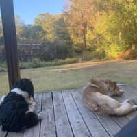 Sitter Profile Image: George "Trey" R.