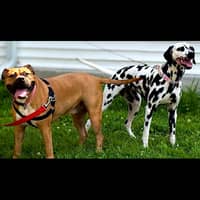 Sitter Profile Image: Zarina W.