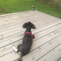 Sitter Profile Image: Evelyn W.