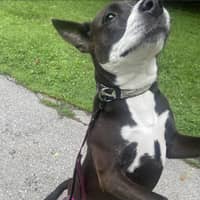 Sitter Profile Image: Sammy C.