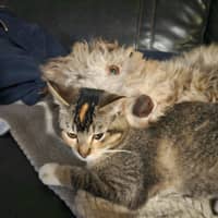 Sitter Profile Image: Stephanie W.