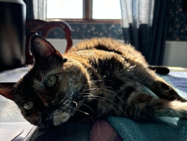 Image 0
