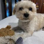 Sitter Profile Image: Roberto R.