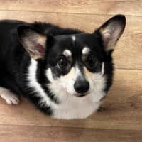 Sitter Profile Image: Joanna Y.