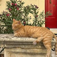 Photo de profil du pet sitter : Yasmine N.