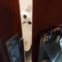 Sitter Profile Image: zhikun l.