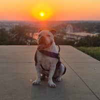 Sitter Profile Image: Andrew J.