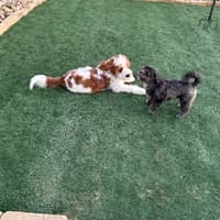 Sitter Profile Image: Sharla V.