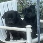 Sitter Profile Image: Leticia B.