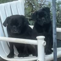 Sitter Profile Image: Leticia B.